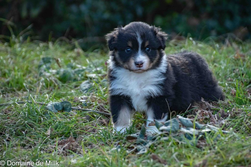 du Domaine de Milk - Chiot disponible  - Berger Américain Miniature 