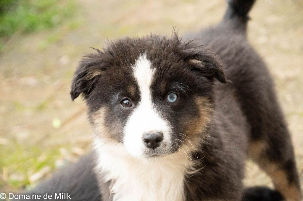 chiot Berger Américain Miniature  du Domaine de Milk