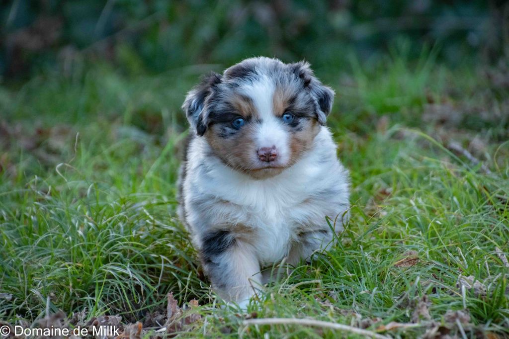 du Domaine de Milk - Chiot disponible  - Berger Américain Miniature 