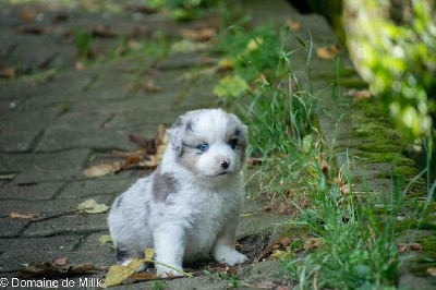 vesse de loup