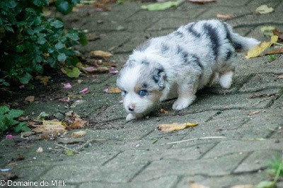 vesse de loup