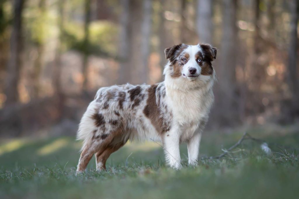 Ohana guerriere rouge Des Rêves Indiens