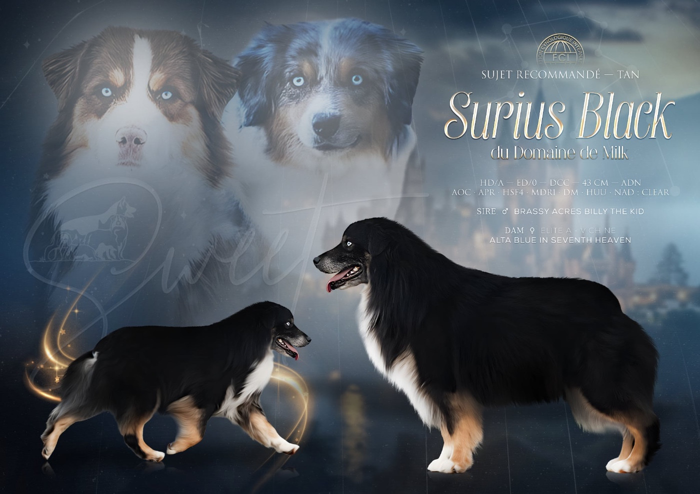 Surius black dit sweet du Domaine de Milk