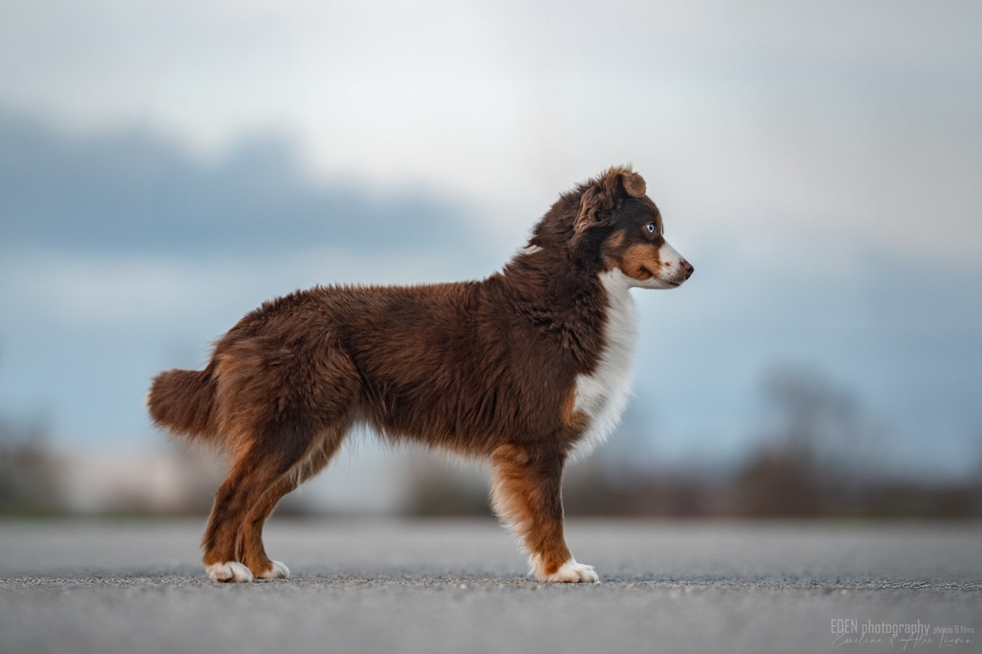 Vedette du Domaine de Milk