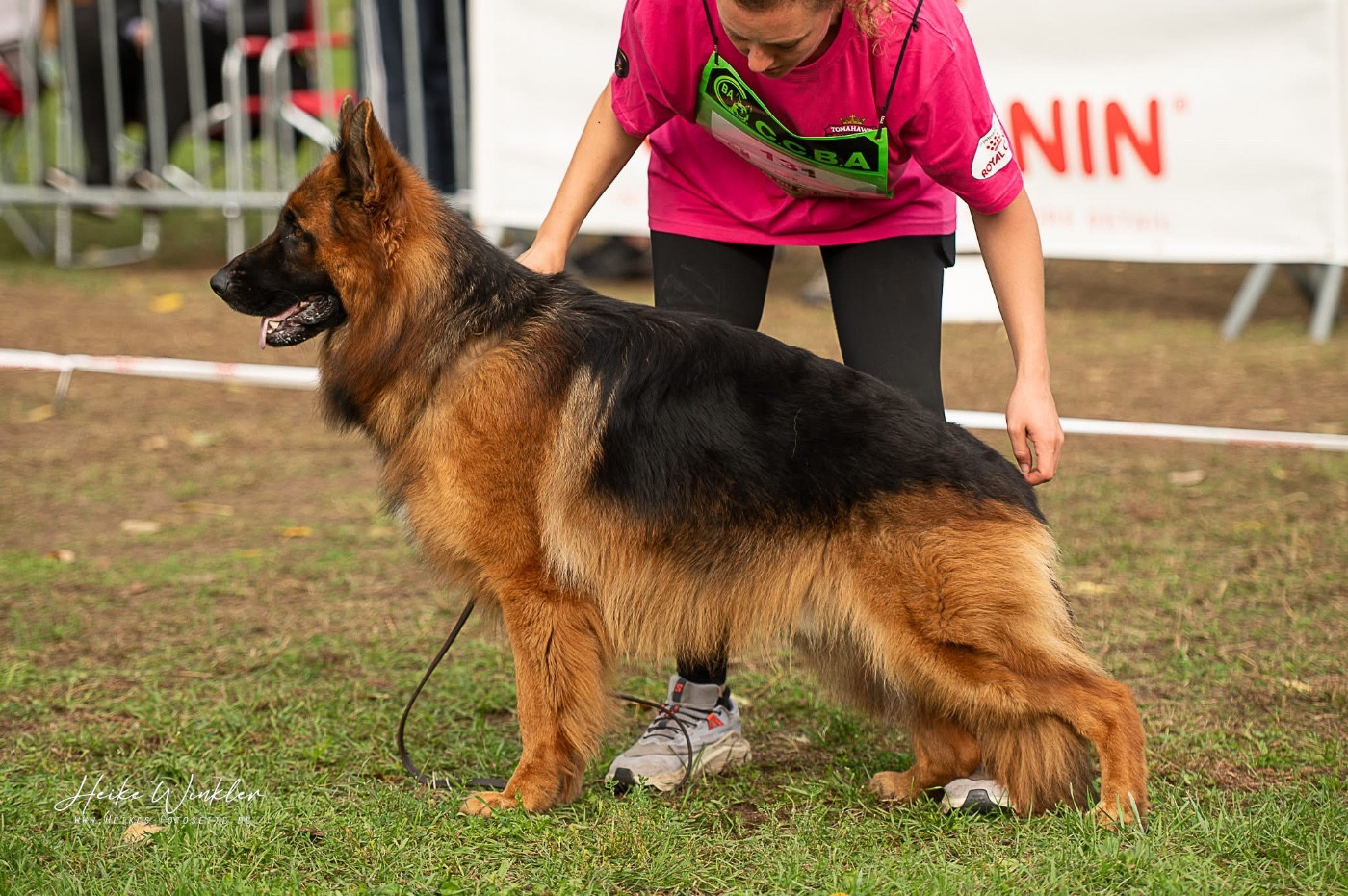 Volt des contes de Gwelane
