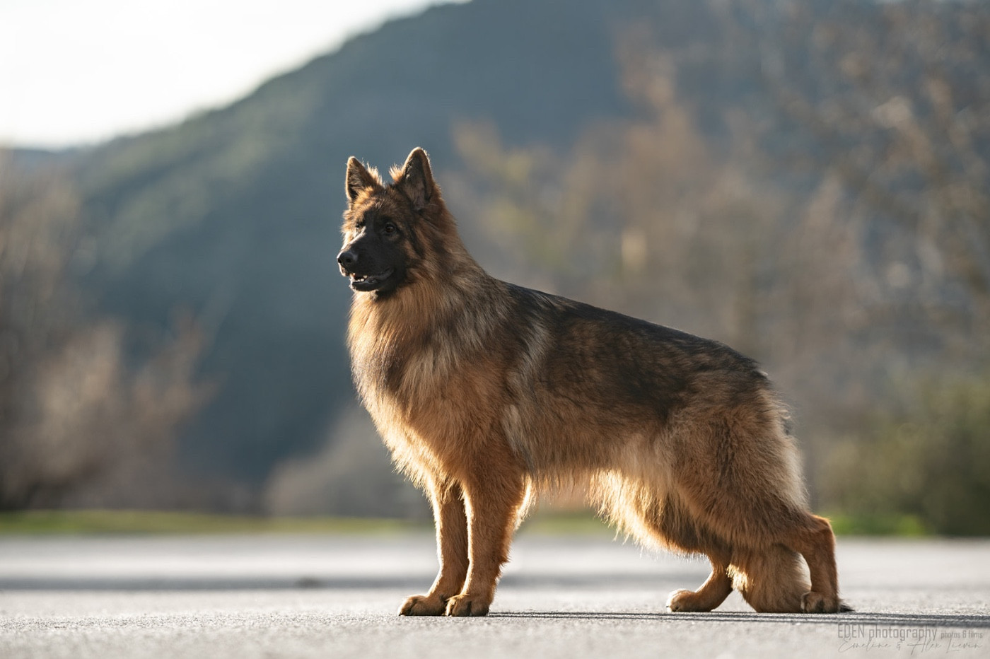 Amazing winner des Légendaires Nahauri