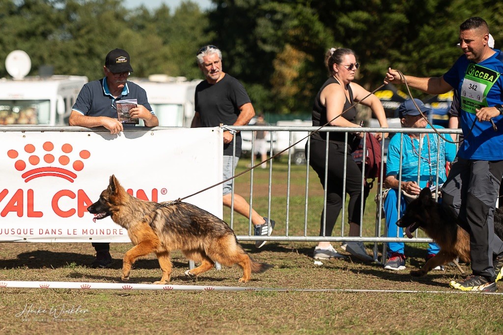 Amazing winner des Légendaires Nahauri