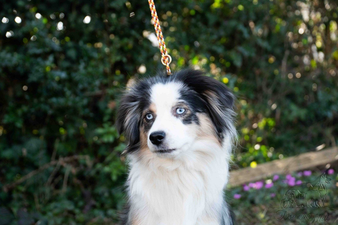 violette du Domaine de Milk