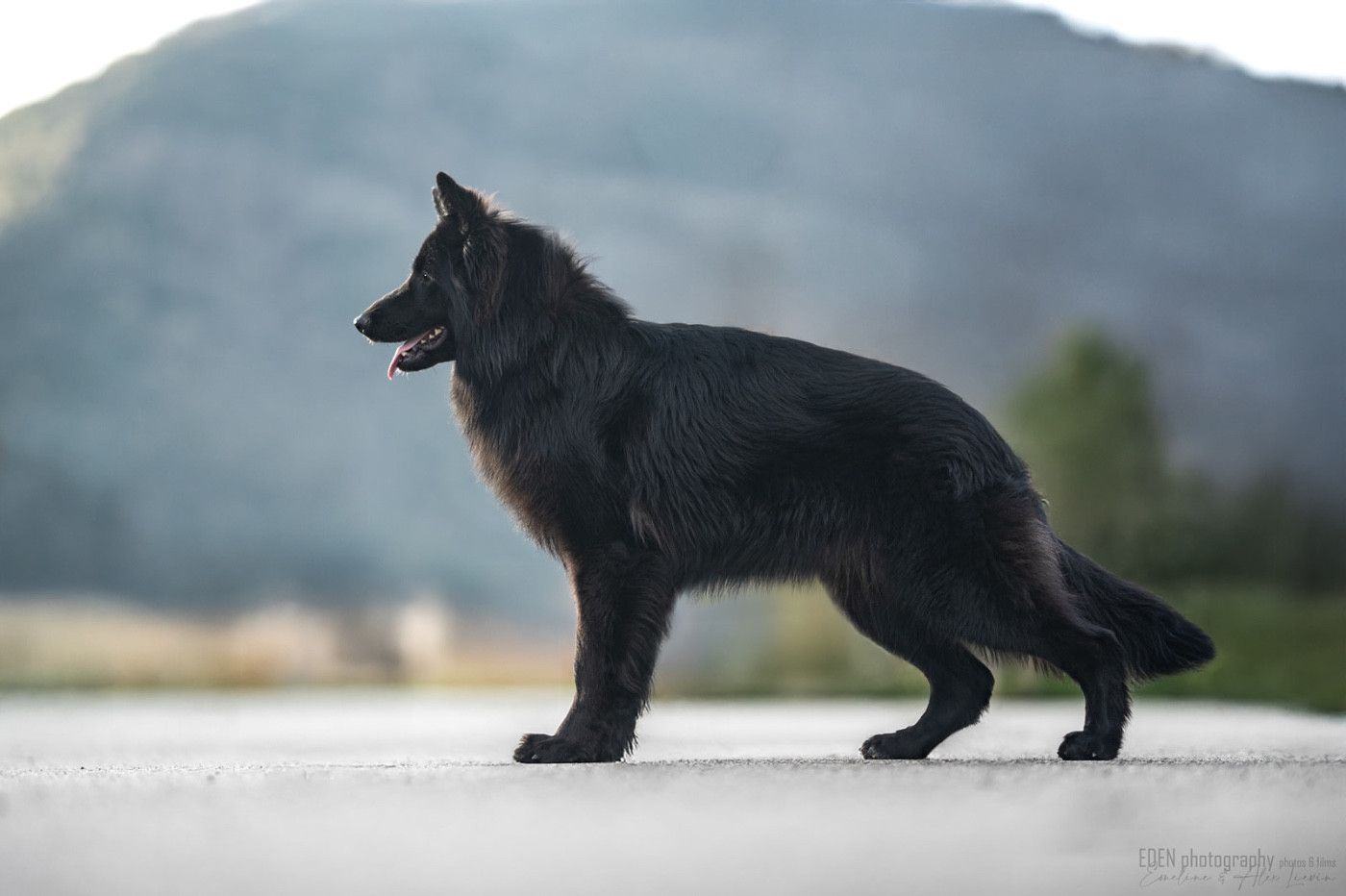 Achlys des contes de Gwelane