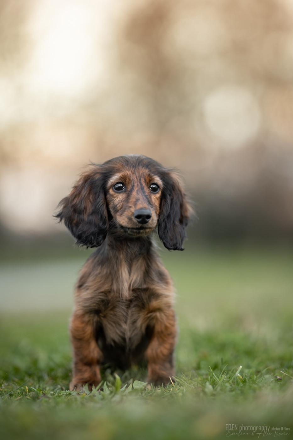 Abricot miel du Domaine de Milk