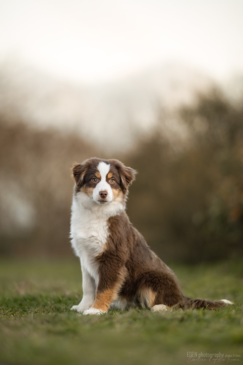 Aurora magic kiss du Domaine de Milk