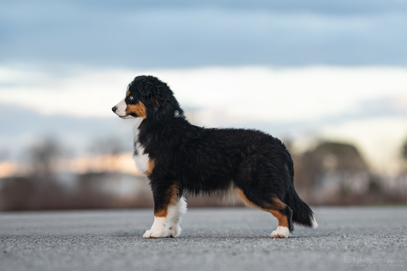 Abracadabra magic du Domaine de Milk