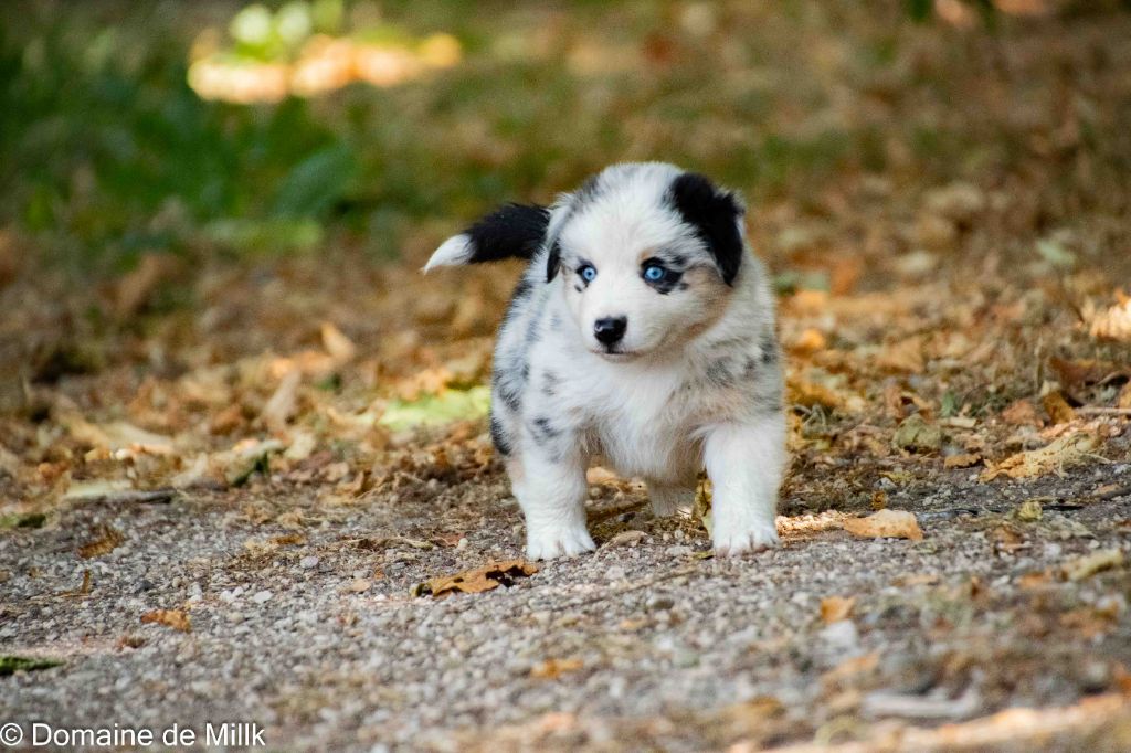 du Domaine de Milk - Chiots disponibles - Berger Américain Miniature 