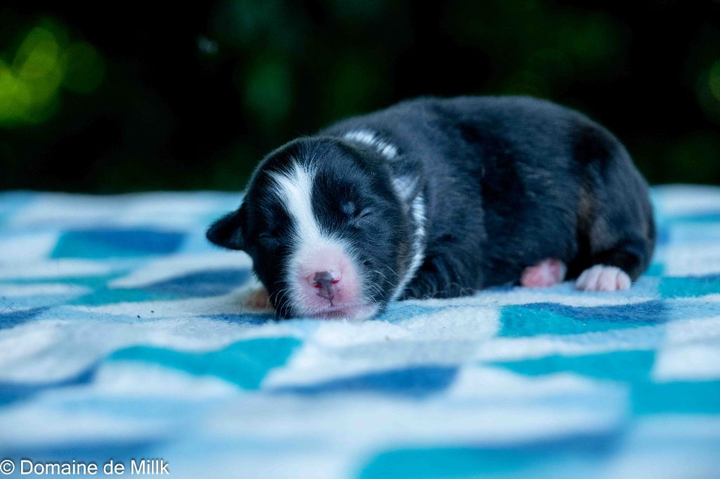du Domaine de Milk - Chiots disponibles - Berger Américain Miniature 