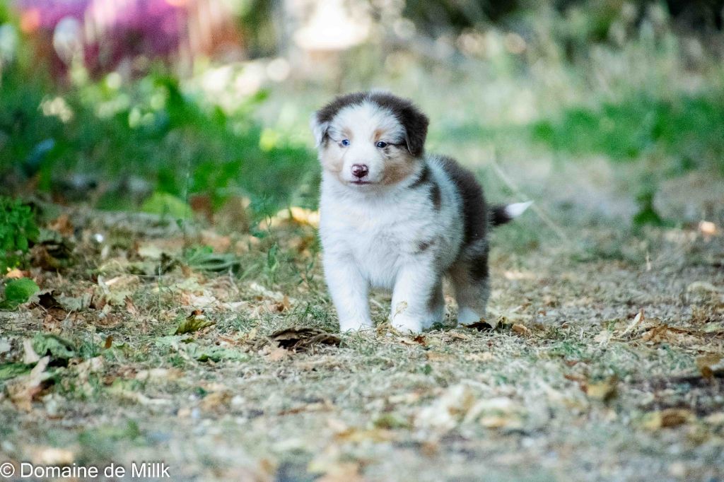 du Domaine de Milk - Chiots disponibles - Berger Américain Miniature 