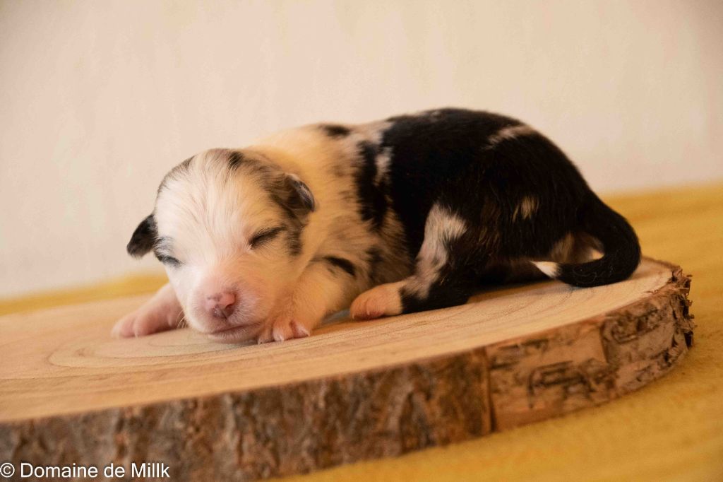 du Domaine de Milk - Chiots disponibles - Berger Américain Miniature 