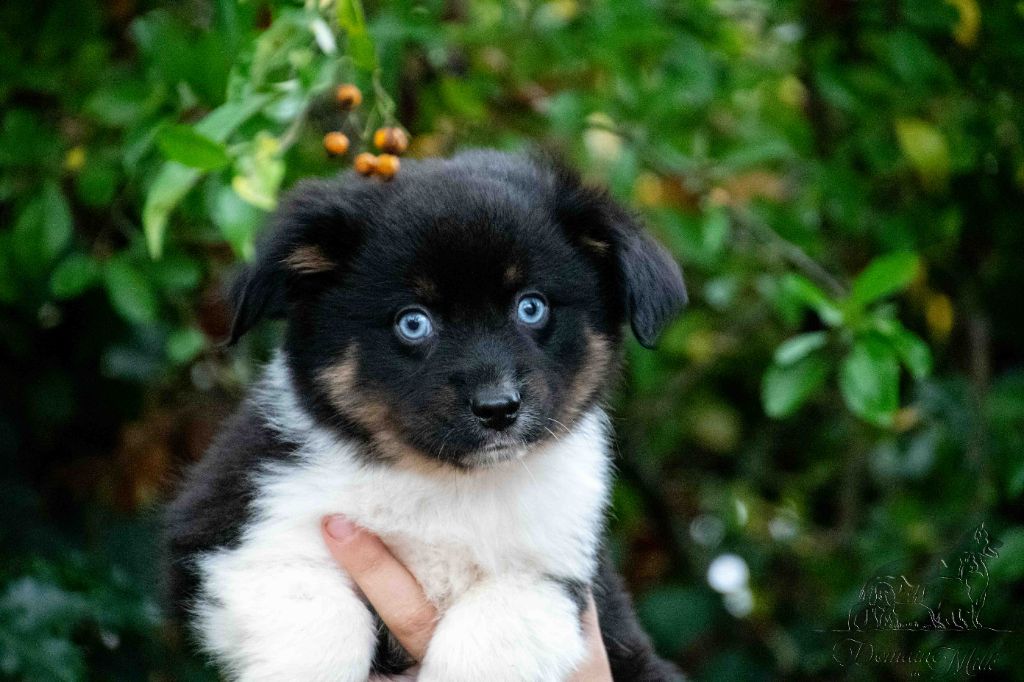 du Domaine de Milk - Chiots disponibles - Berger Américain Miniature 