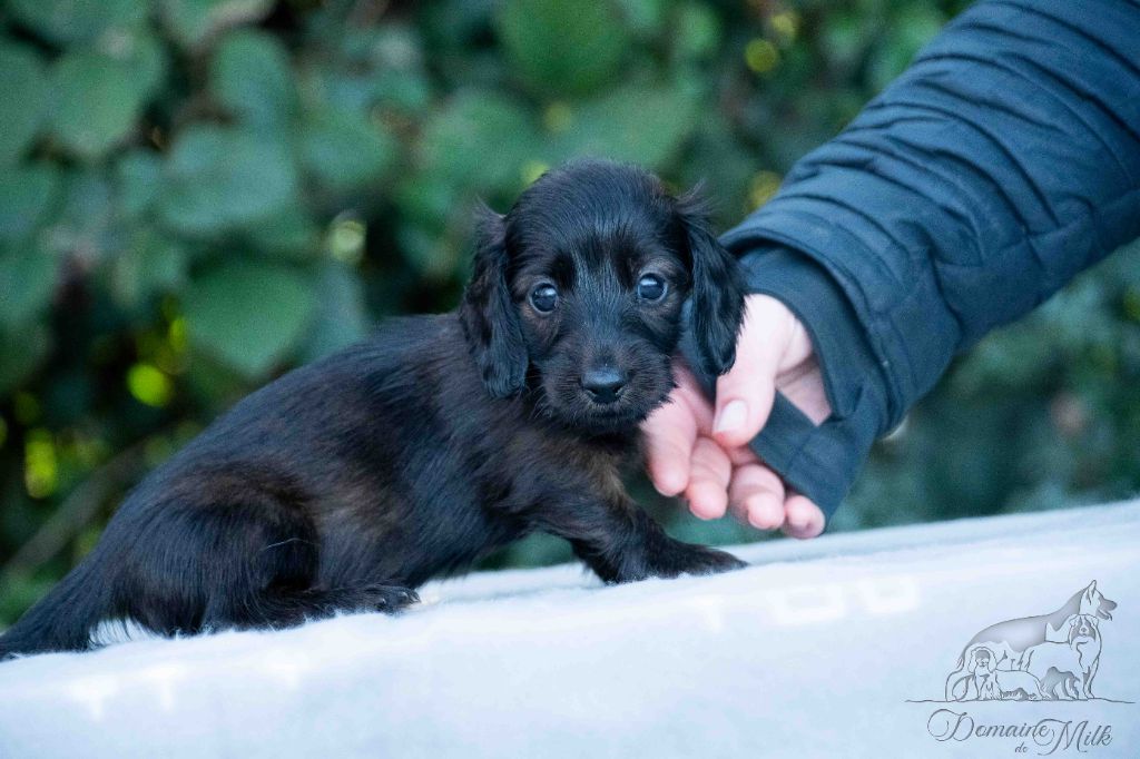du Domaine de Milk - Teckel poil long - Portée née le 25/10/2025