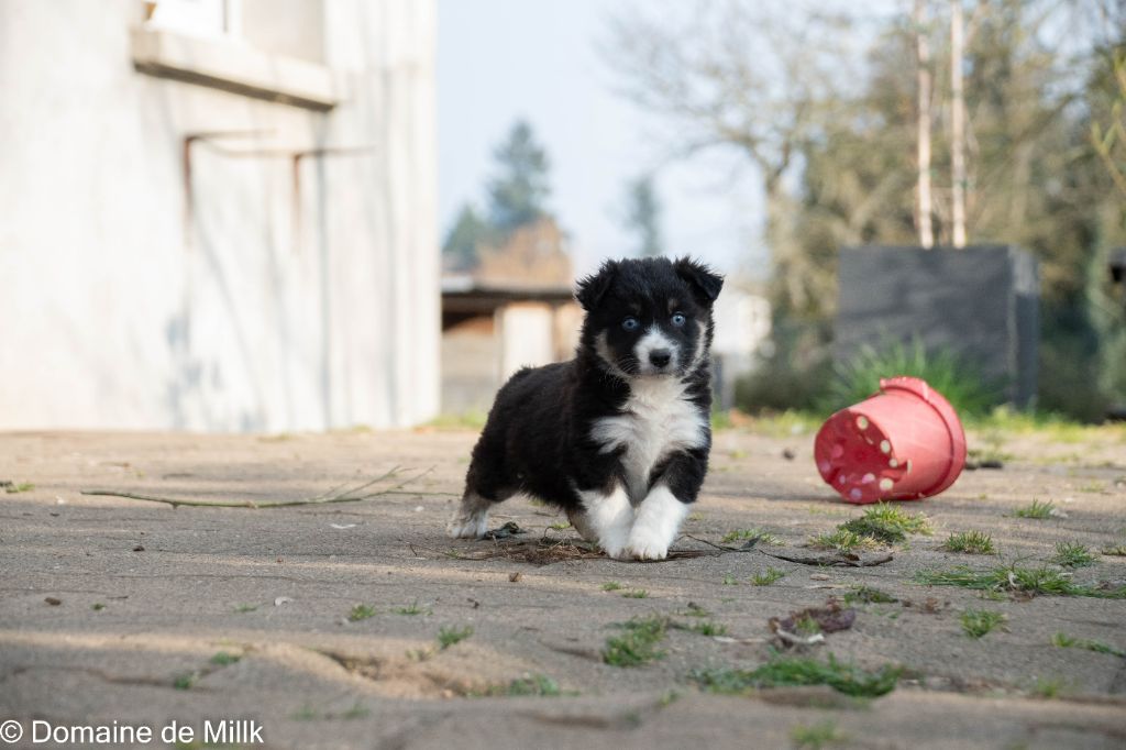 du Domaine de Milk - Berger Américain Miniature  - Portée née le 14/01/2023