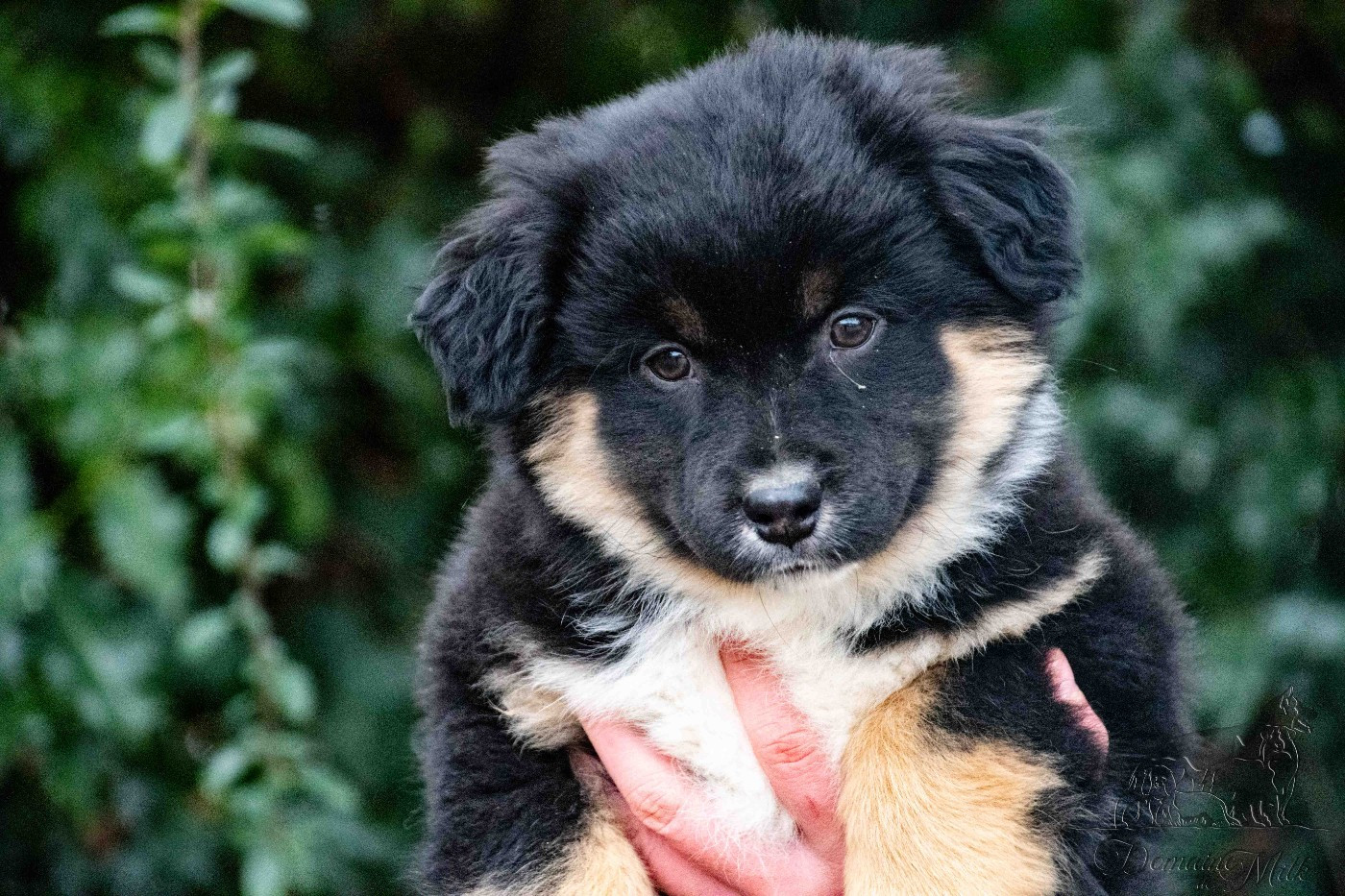 du Domaine de Milk - Chiots disponibles - Berger Américain Miniature 