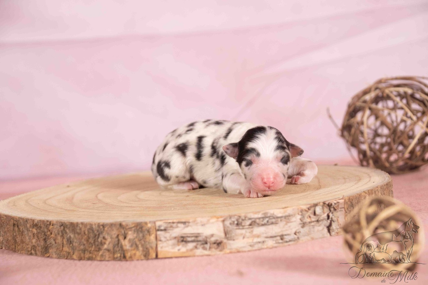 du Domaine de Milk - Chiots disponibles - Berger Américain Miniature 