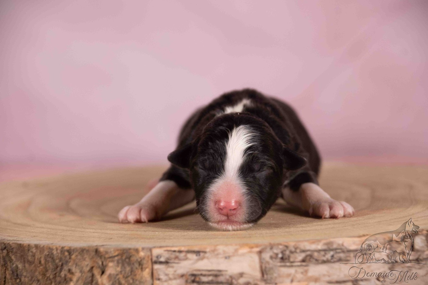 du Domaine de Milk - Chiots disponibles - Berger Américain Miniature 