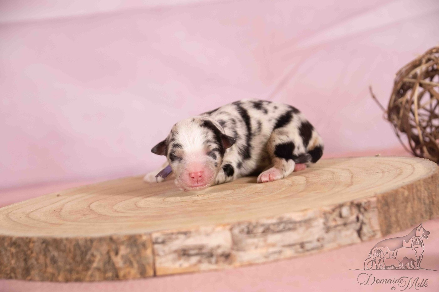 du Domaine de Milk - Chiots disponibles - Berger Américain Miniature 