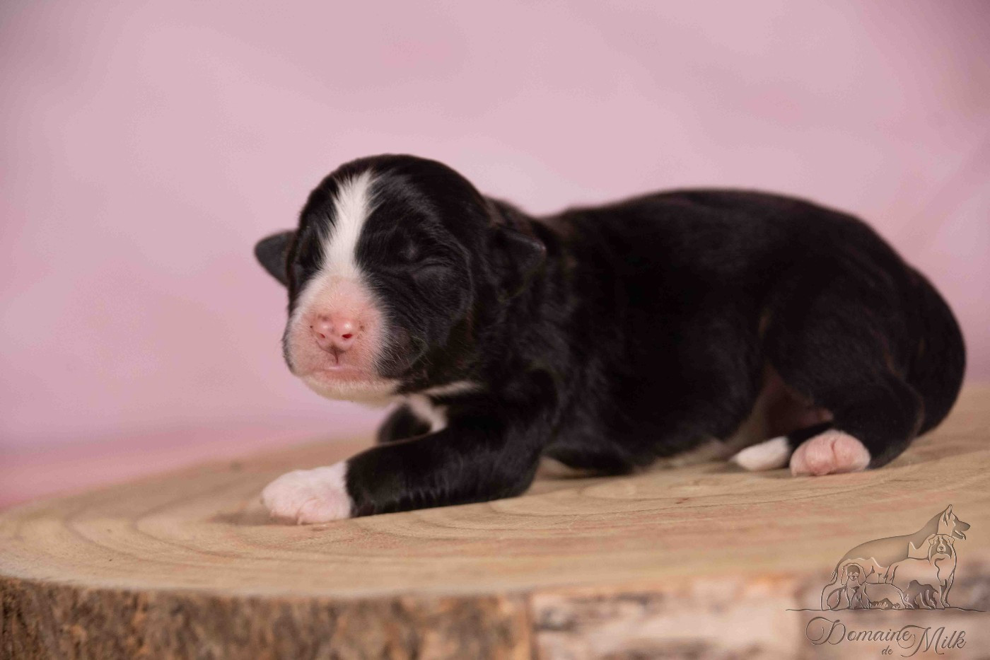 du Domaine de Milk - Chiots disponibles - Berger Américain Miniature 