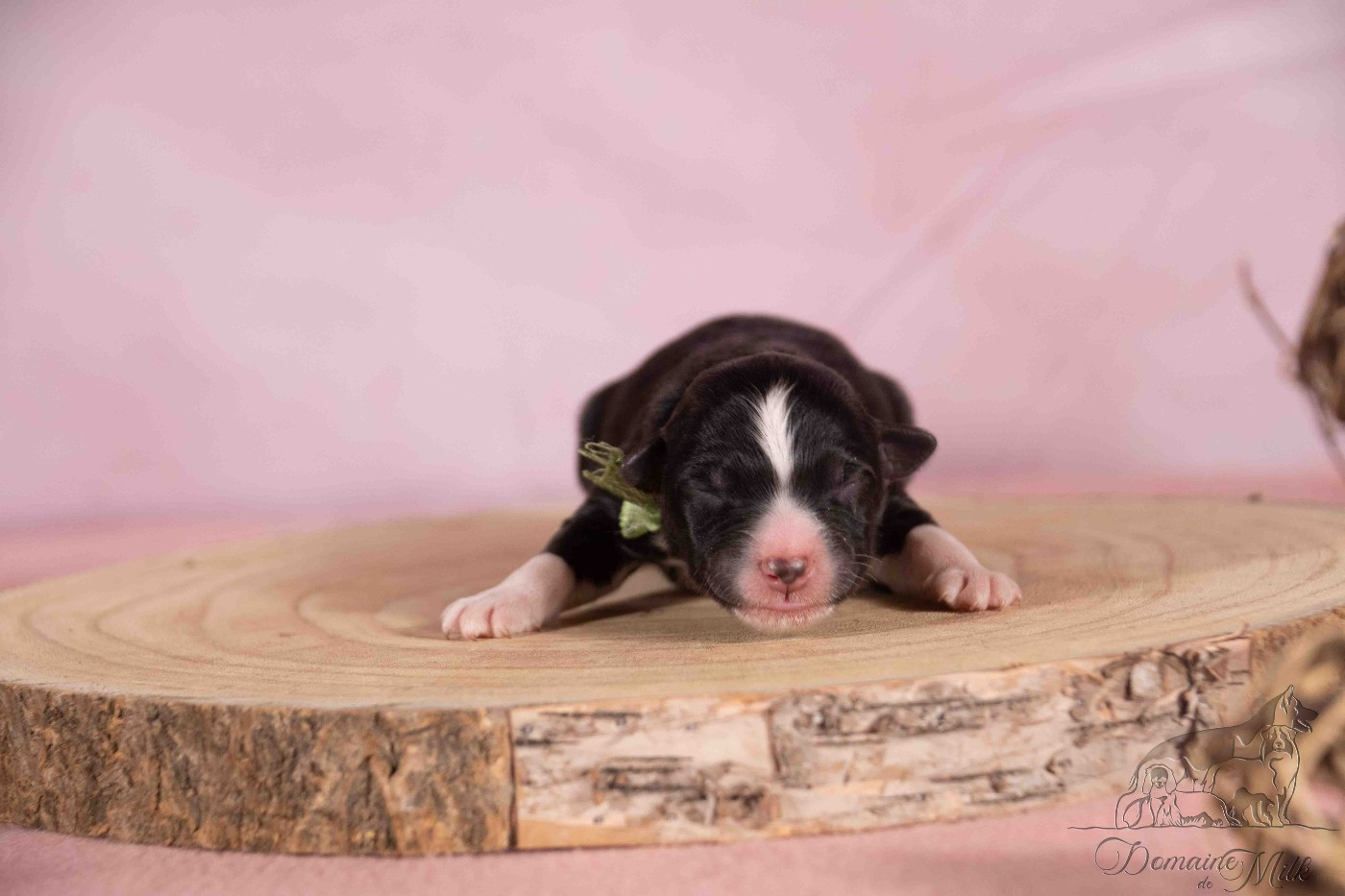 du Domaine de Milk - Chiots disponibles - Berger Américain Miniature 