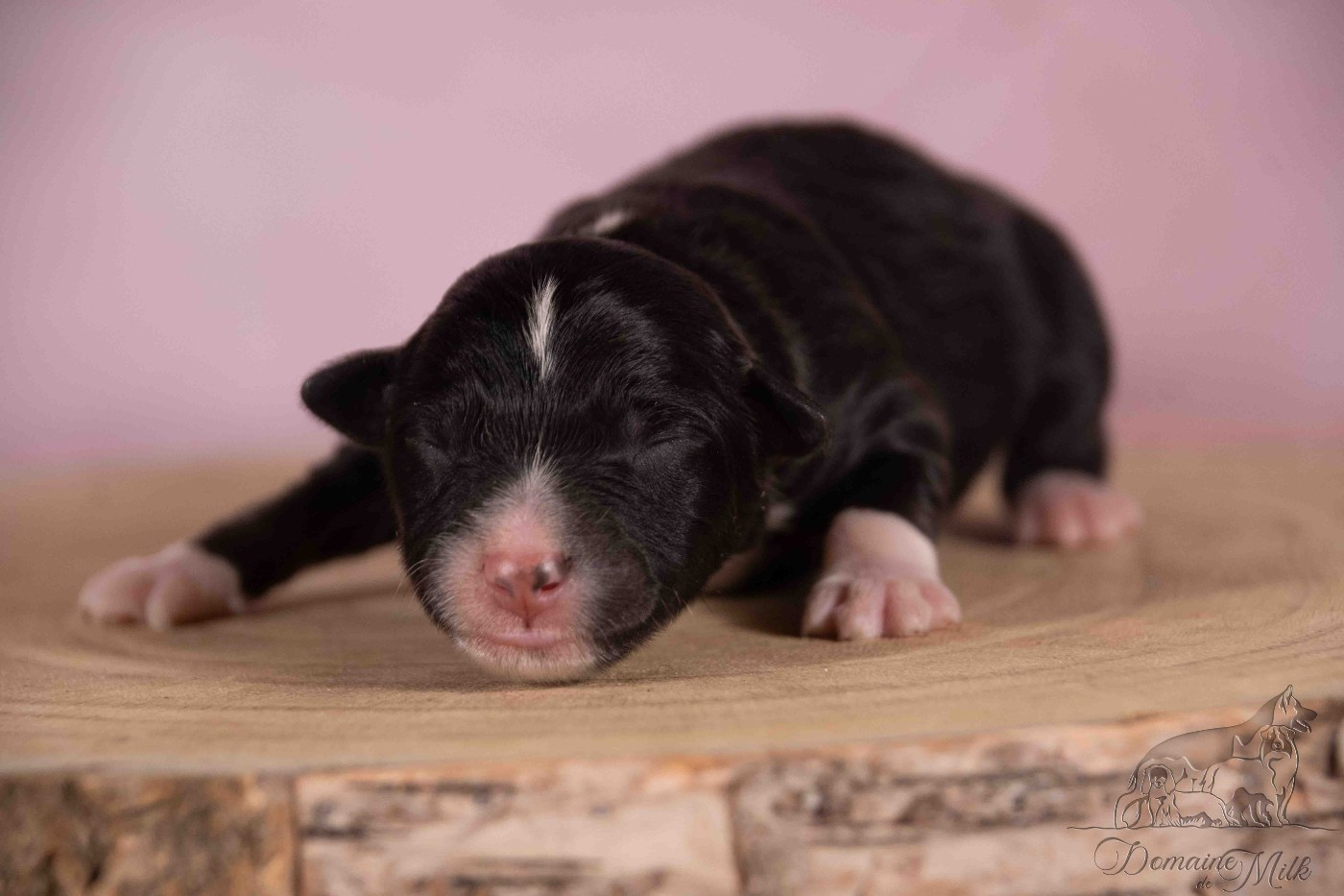 du Domaine de Milk - Chiots disponibles - Berger Américain Miniature 