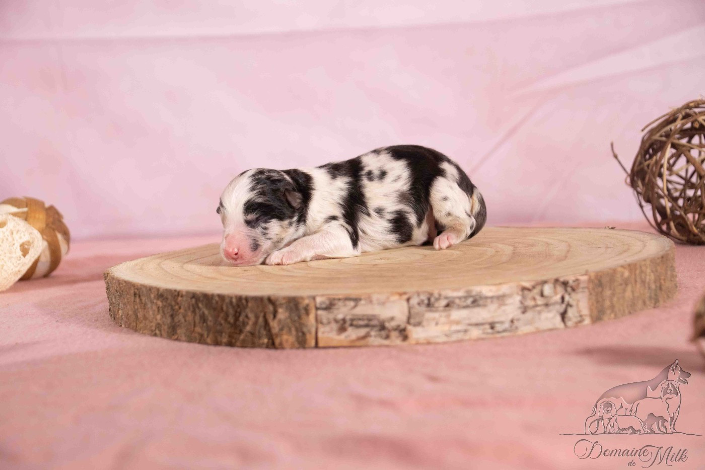 du Domaine de Milk - Chiots disponibles - Berger Américain Miniature 