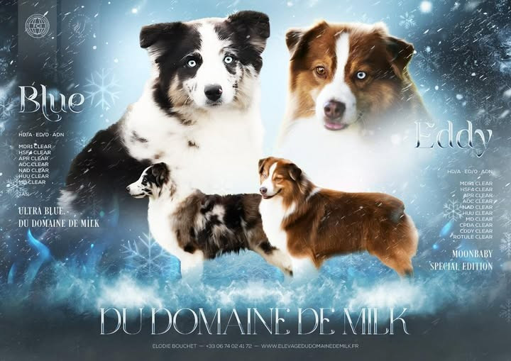 du Domaine de Milk - Berger Américain Miniature  - Portée née le 12/01/2026