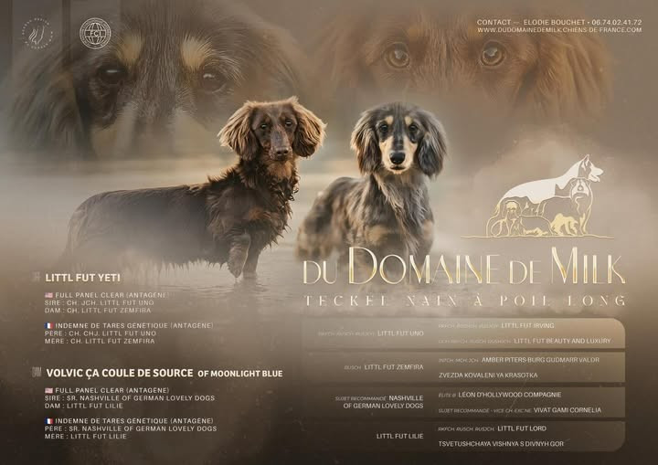 Chiot Teckel poil long du Domaine de Milk