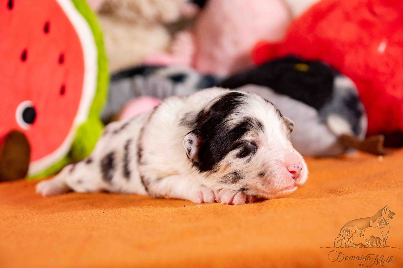 du Domaine de Milk - Chiots disponibles - Berger Américain Miniature 