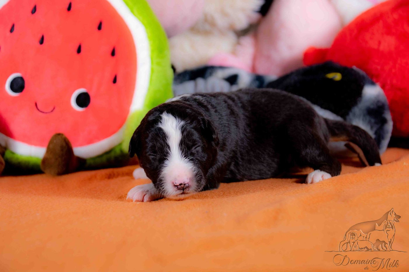 du Domaine de Milk - Chiots disponibles - Berger Américain Miniature 