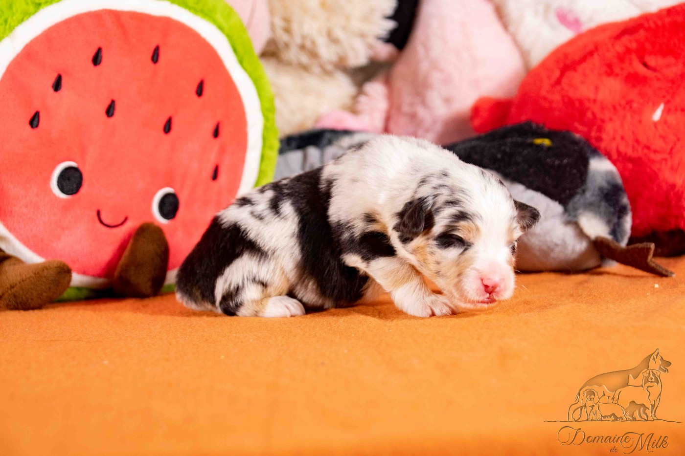 du Domaine de Milk - Chiots disponibles - Berger Américain Miniature 