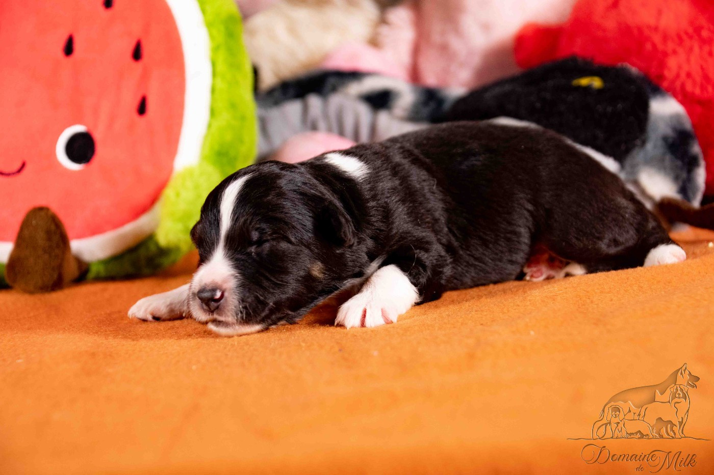 du Domaine de Milk - Chiots disponibles - Berger Américain Miniature 