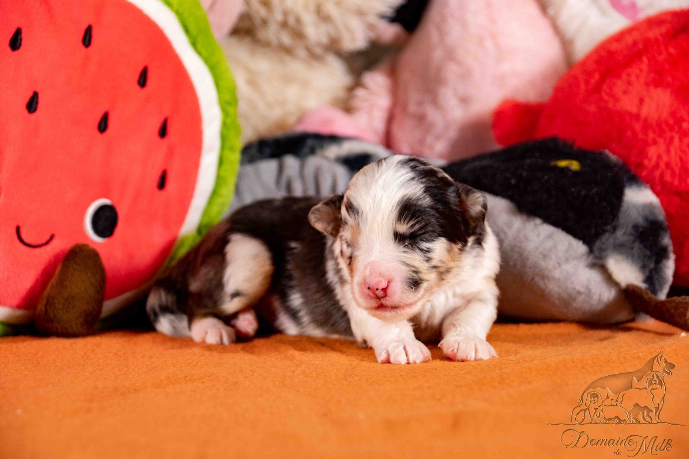 du Domaine de Milk - Chiots disponibles - Berger Américain Miniature 