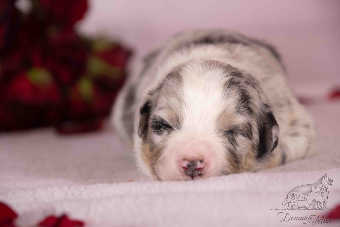 du Domaine de Milk - Berger Américain Miniature  - Portée née le 30/01/2026