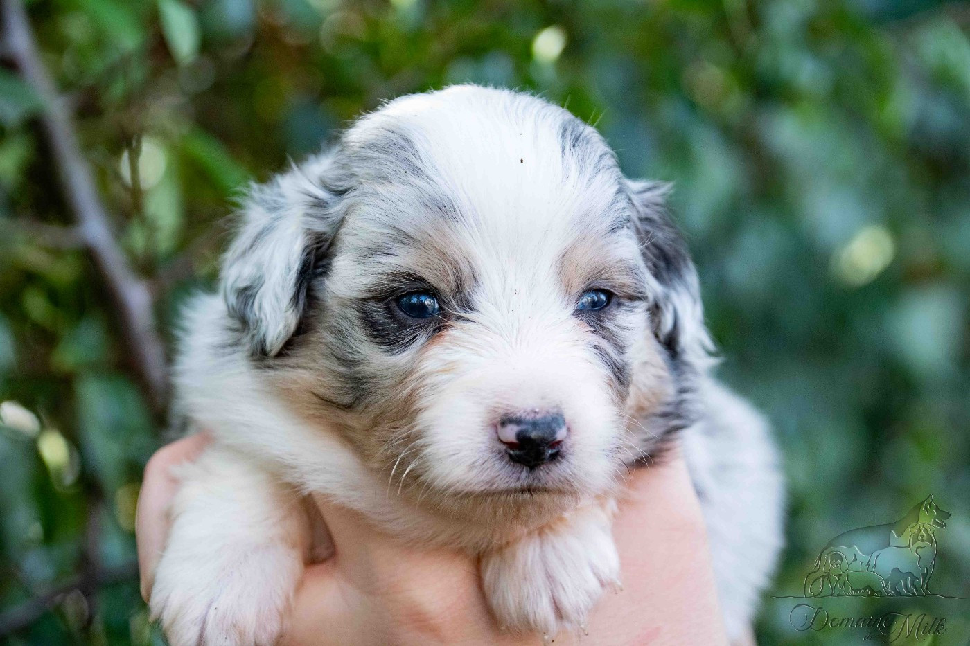 du Domaine de Milk - Chiots disponibles - Berger Américain Miniature 