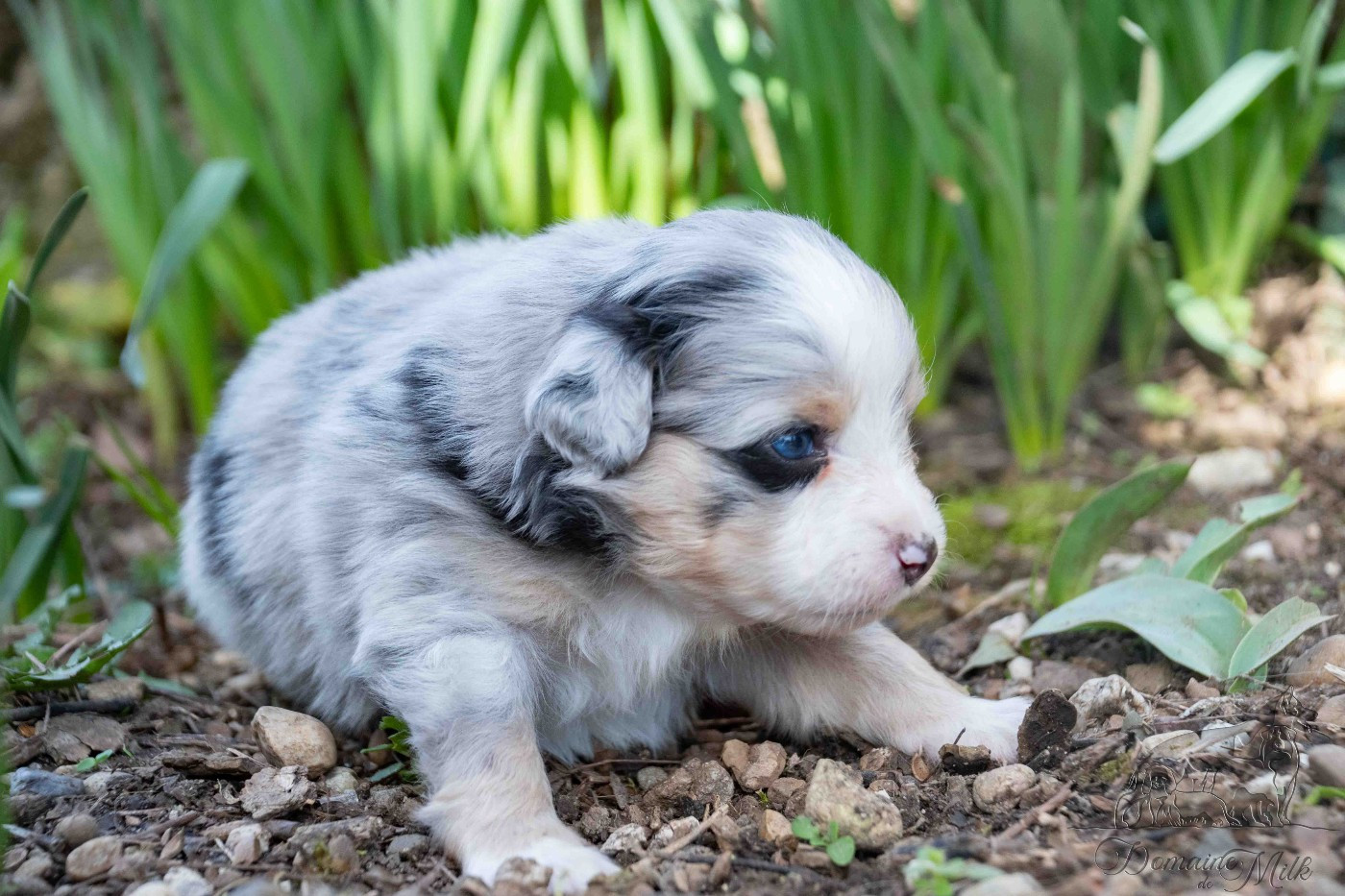 du Domaine de Milk - Chiots disponibles - Berger Américain Miniature 