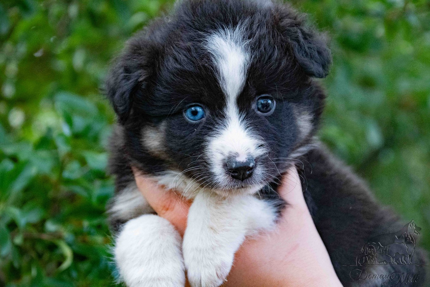 du Domaine de Milk - Chiots disponibles - Berger Américain Miniature 