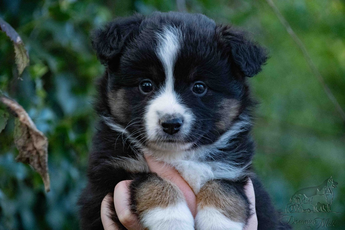 du Domaine de Milk - Chiots disponibles - Berger Américain Miniature 