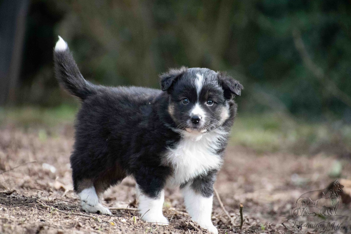 du Domaine de Milk - Chiots disponibles - Berger Américain Miniature 