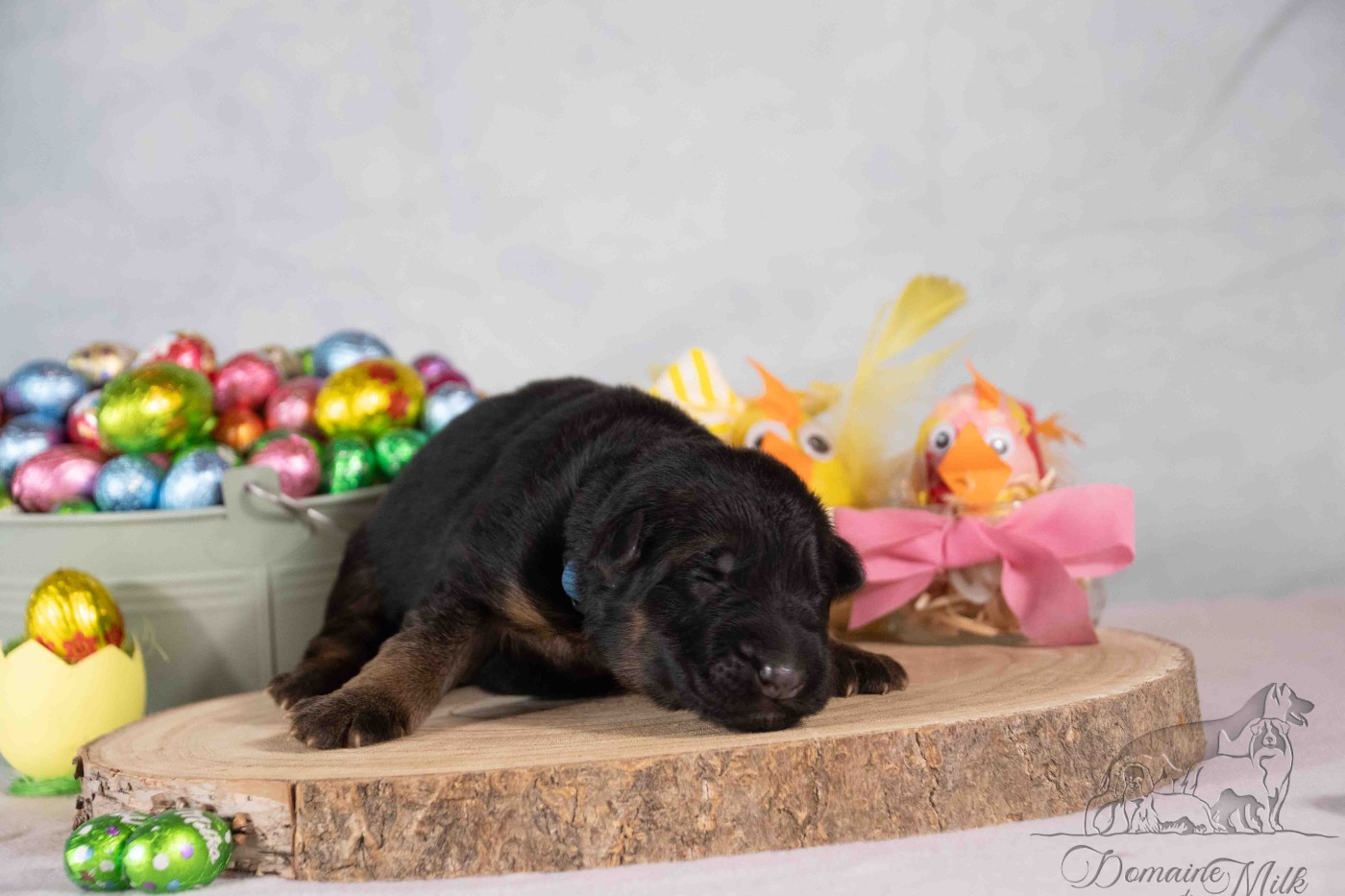 du Domaine de Milk - Chiots disponibles - Berger Allemand Poil Long