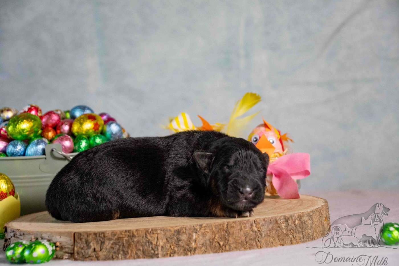 du Domaine de Milk - Chiots disponibles - Berger Allemand Poil Long