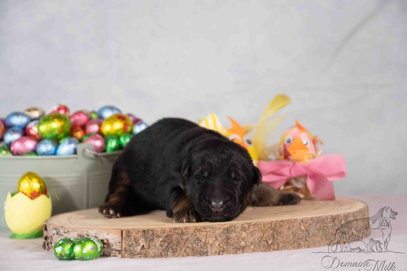 du Domaine de Milk - Chiots disponibles - Berger Allemand Poil Long