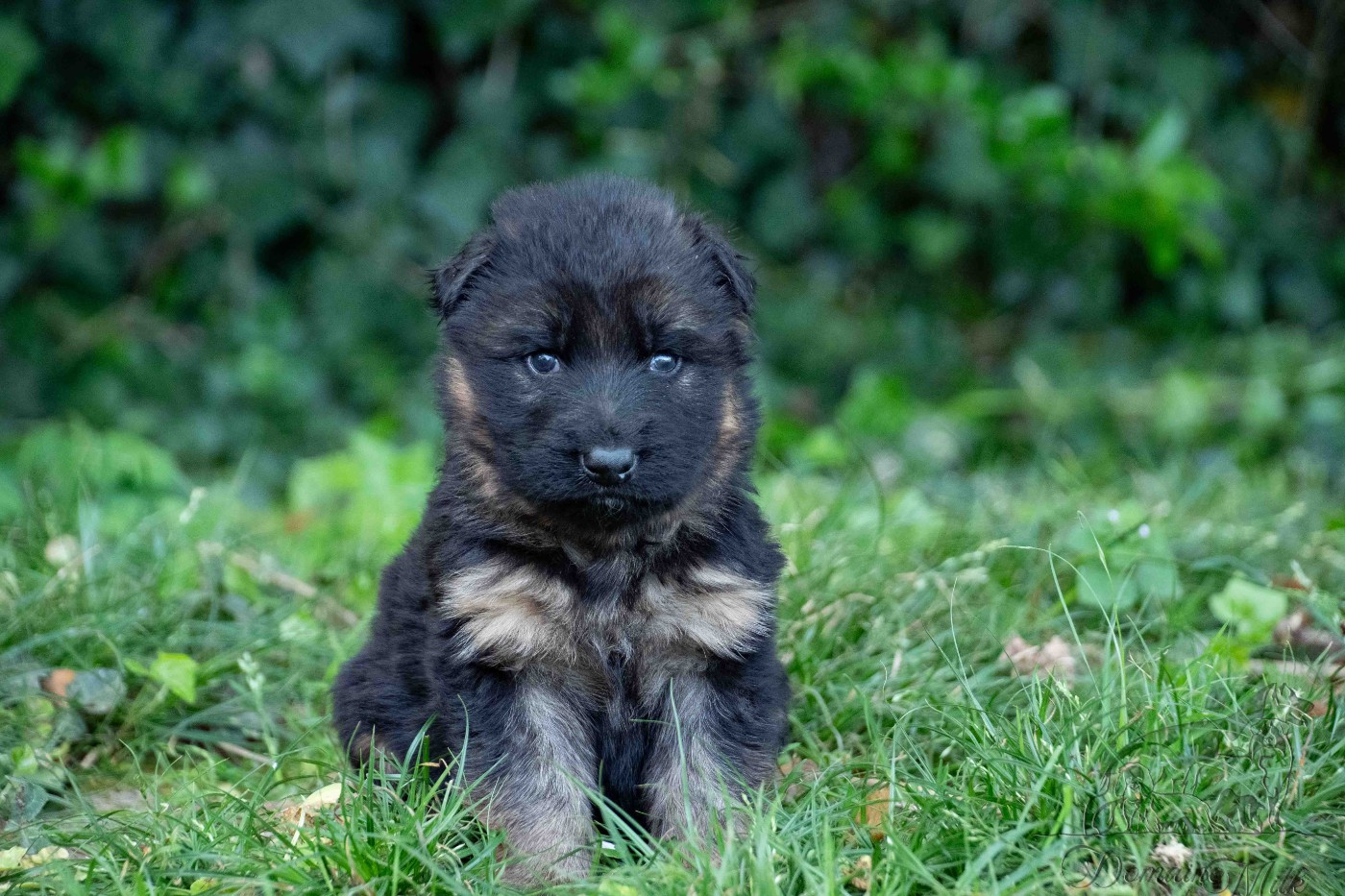 du Domaine de Milk - Chiots disponibles - Berger Allemand Poil Long