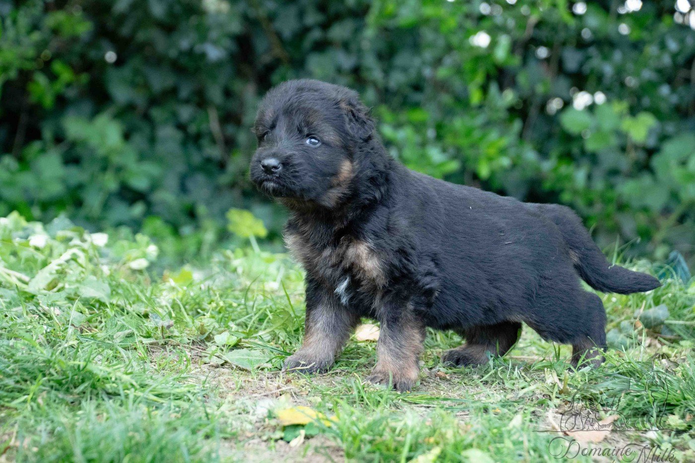 du Domaine de Milk - Chiots disponibles - Berger Allemand Poil Long