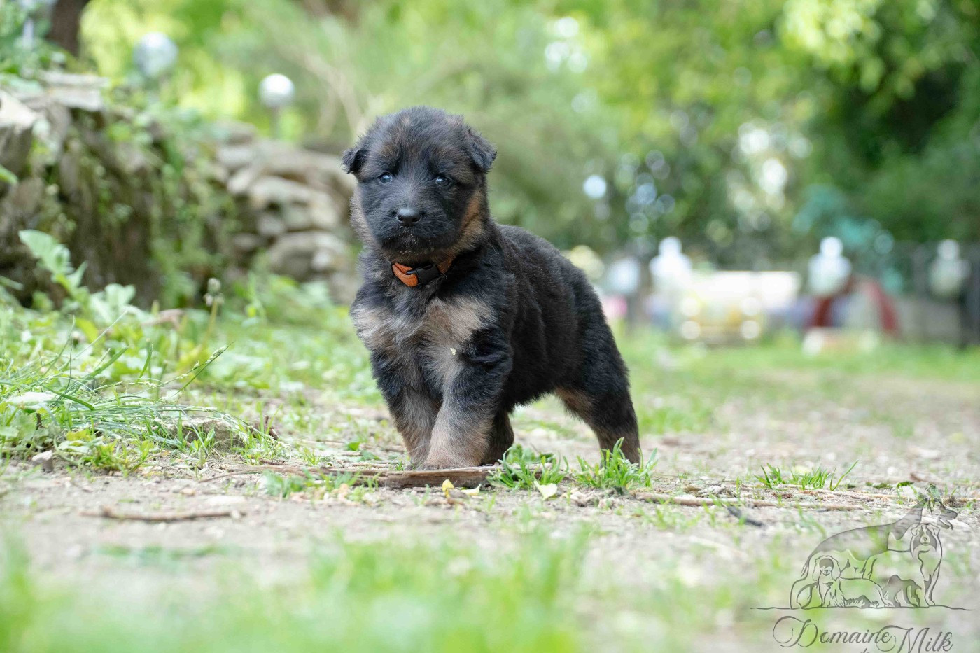 du Domaine de Milk - Chiots disponibles - Berger Allemand Poil Long